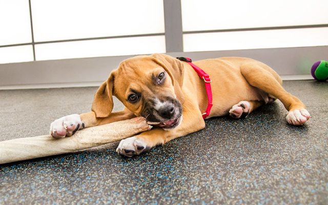 Chó cắn phá đồ đạc có thể ở bất kỳ độ tuổi nào với nhiều “động cơ” khác nhau