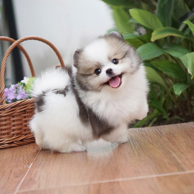 Chó Pomeranian Pom fox sóc phốc siêu mini PetXinhnet Nhím Kiểng Hamster Thỏ Bọ Ú giá rẻ