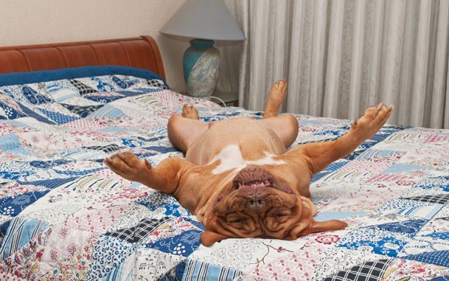 Thống kê ở Mỹ cho thấy tới 56% chủ ngủ có cún nằm cạnh trên giường