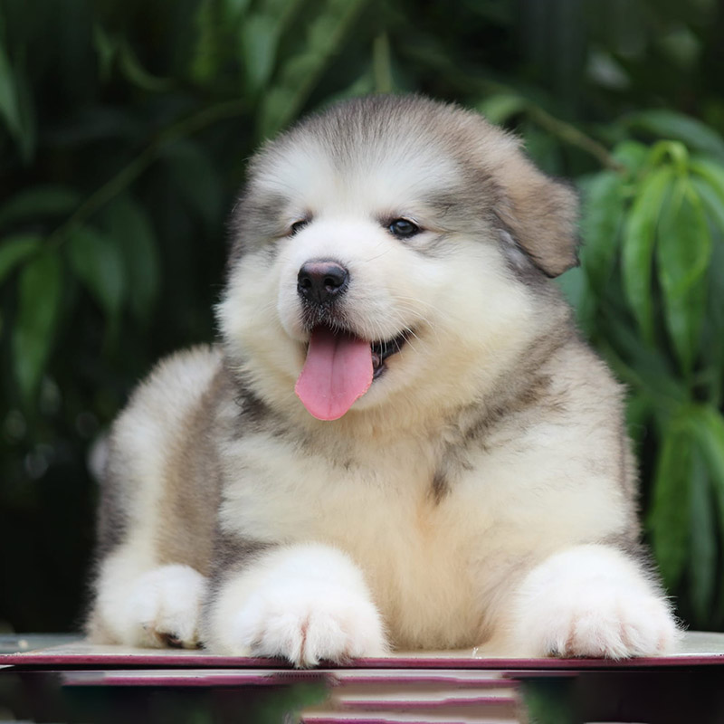 Top nhiều hơn 101 hình nền chó alaska con tuyệt vời nhất  thdonghoadian
